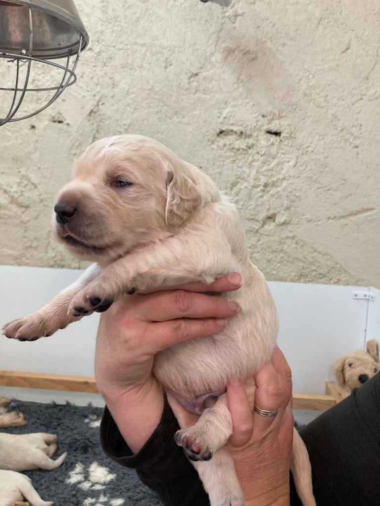 L'Héritage Des Champs - Chiot disponible  - Golden Retriever