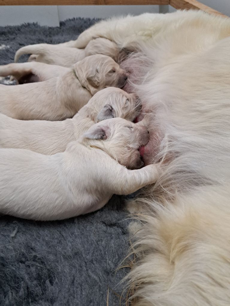 chiot Golden Retriever L'Héritage Des Champs