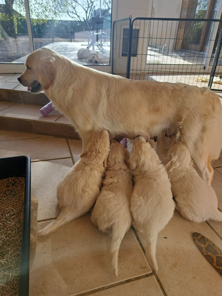 chiot Golden Retriever L'Héritage Des Champs