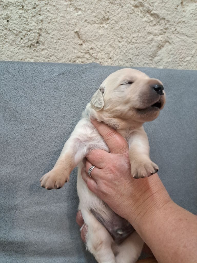 L'Héritage Des Champs - Chiot disponible  - Golden Retriever