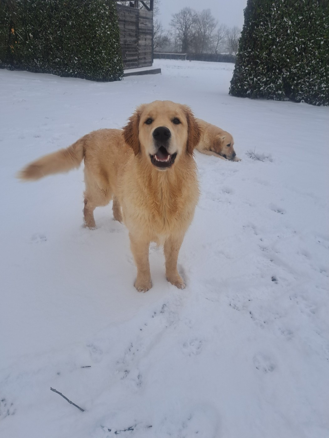 Aimée joli rêve L'Héritage Des Champs