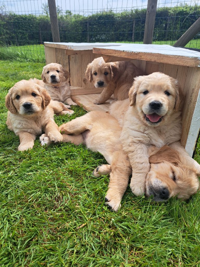 Chiots disponibles dès le 25 mai 