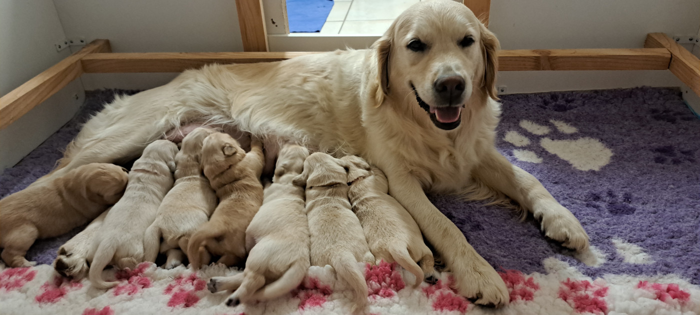L'Héritage Des Champs - Golden Retriever - Portée née le 11/08/2026