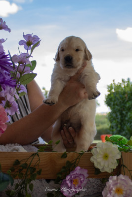 Chiot N°1