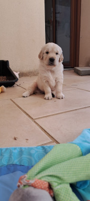 Chiot N°2
