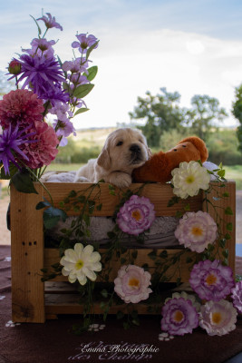 Chiot N°3