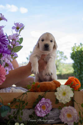 Chiot N°4