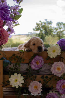 Chiot N°5