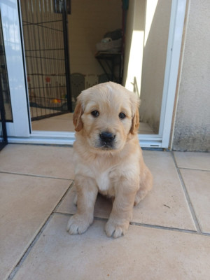 Chiot N°6