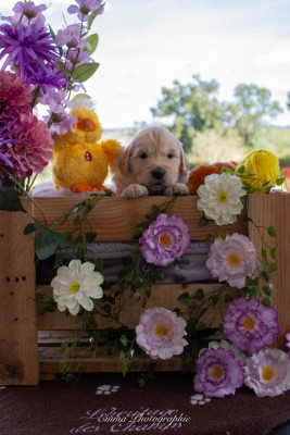 Chiot N°7