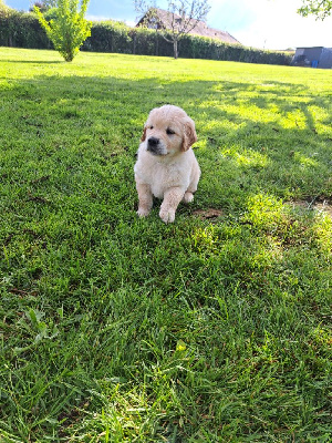 CHIOT