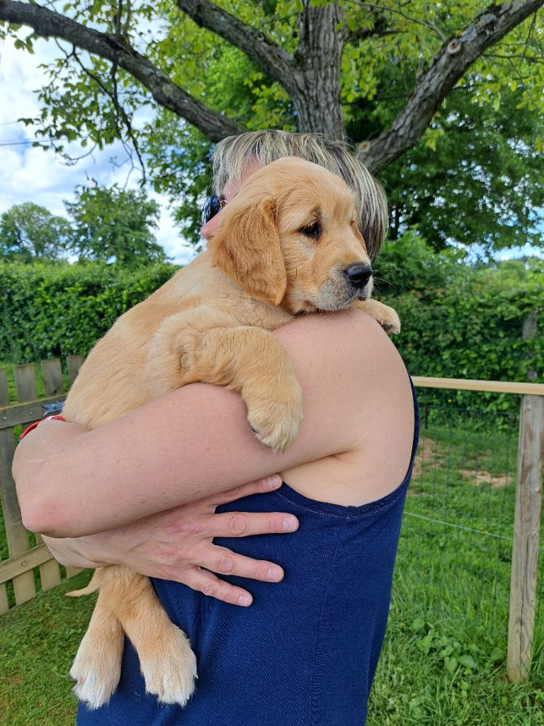 L'Héritage Des Champs - Chiots disponibles - Golden Retriever